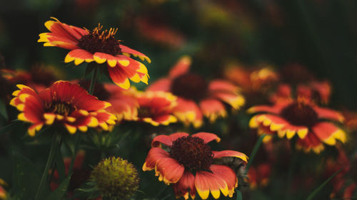 Close-up of orange flowering plant