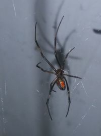 High angle view of spider on web