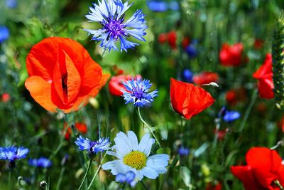 Close-up of red flowering plants