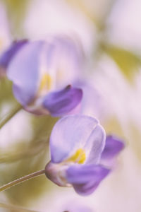 Close-up of purple flower blooming outdoors
