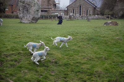 Goats on grassy field