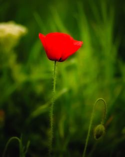 Close-up of red poppy blooming in field