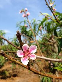 Close-up of pink flower blooming on tree against sky