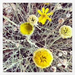 Close-up of dandelion on field