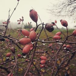 Close-up of berries growing on tree against sky