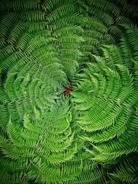 High angle view of fern leaves on tree