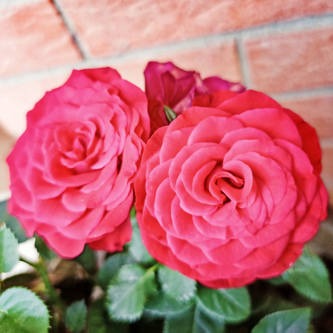 CLOSE-UP OF PINK ROSE