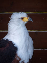 Close-up of a bird looking away