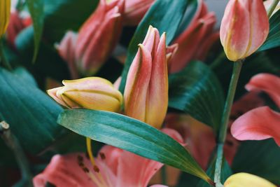 Close-up of flowering plant