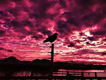 Low angle view of bird perching on fence against sunset sky