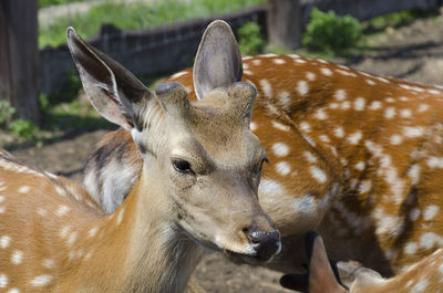 Sika deer close-up on a reindeer farm. the most endangered species of deer. foreground. wild farm.