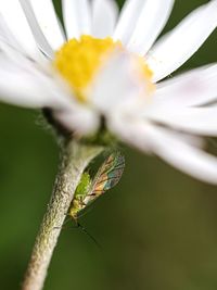 Close-up of butterfly pollinating on white flower