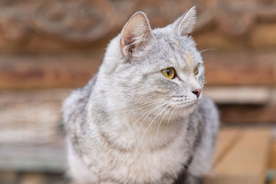 Close up of stray gray cat on wooden bench outdoors