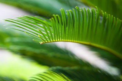 Close-up of palm tree leaves