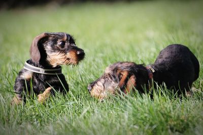 Two dogs on a field