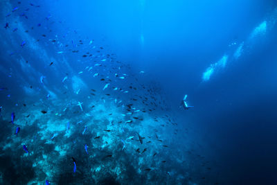 View of fish swimming in sea