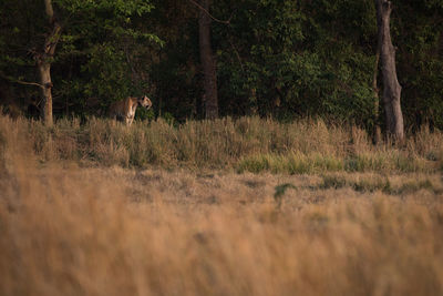 Tiger looking away in the wild