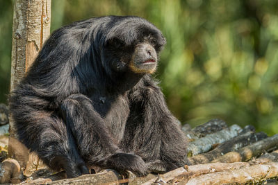 Close up of animal sitting in zoo
