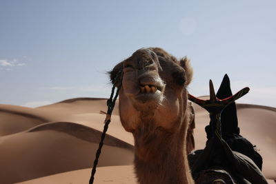 Camel in a desert