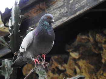 Close-up of pigeon perching