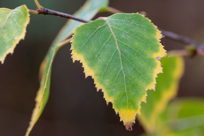 leaf