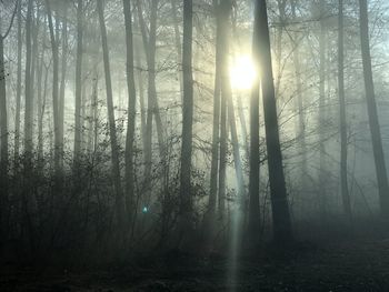 Sunlight streaming through trees in forest