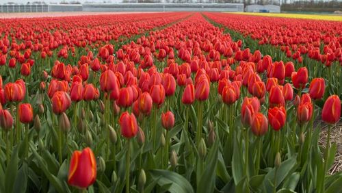 Red tulips in field