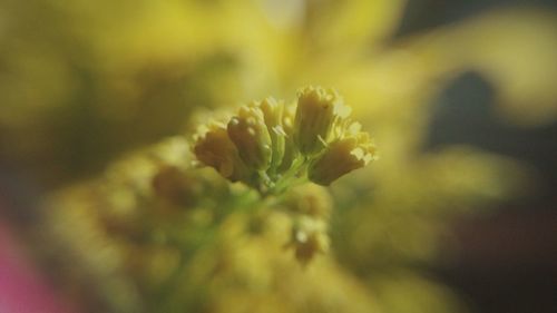 Close-up of plant growing outdoors