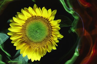 Close-up of sunflower on plant