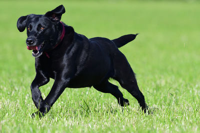 Black labrador retriever running through a field 