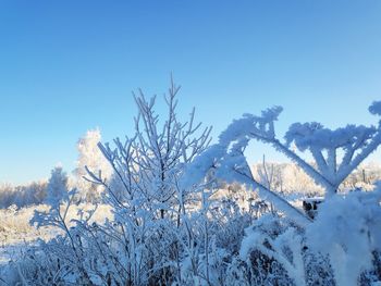 Snow covered plants against blue sky