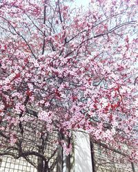 Low angle view of pink flowers blooming on tree