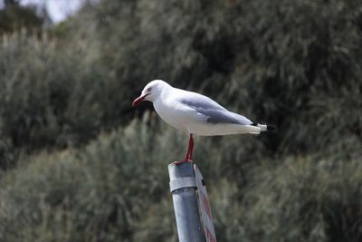 Close-up of bird perching on wood