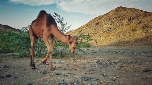 Camel standing on the land