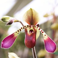 Slipper orchid