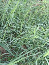 Full frame shot of plants growing on field