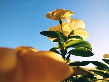 Low angle view of yellow flower against clear sky