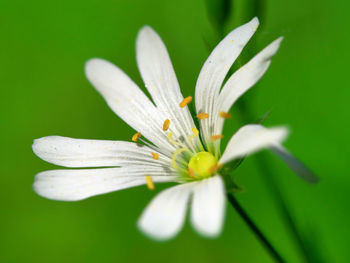 Close-up of flowering plant