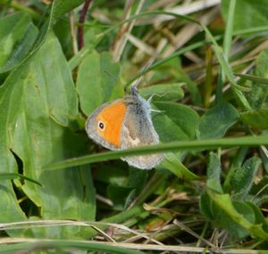 Close-up of butterfly perching on leaf