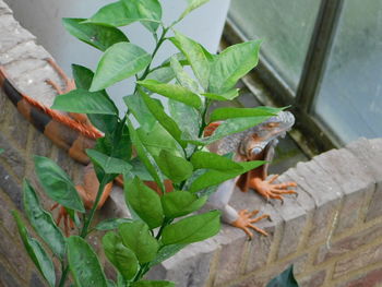 Close-up of a lizard