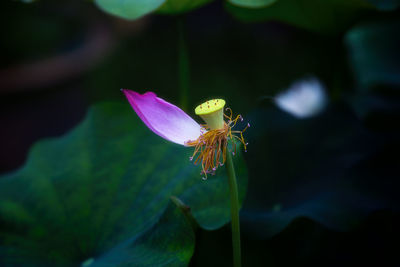 Close-up of insect on purple flowering plant