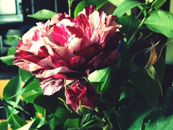 Close-up of red flower