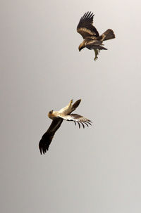 Low angle view of eagle flying in sky