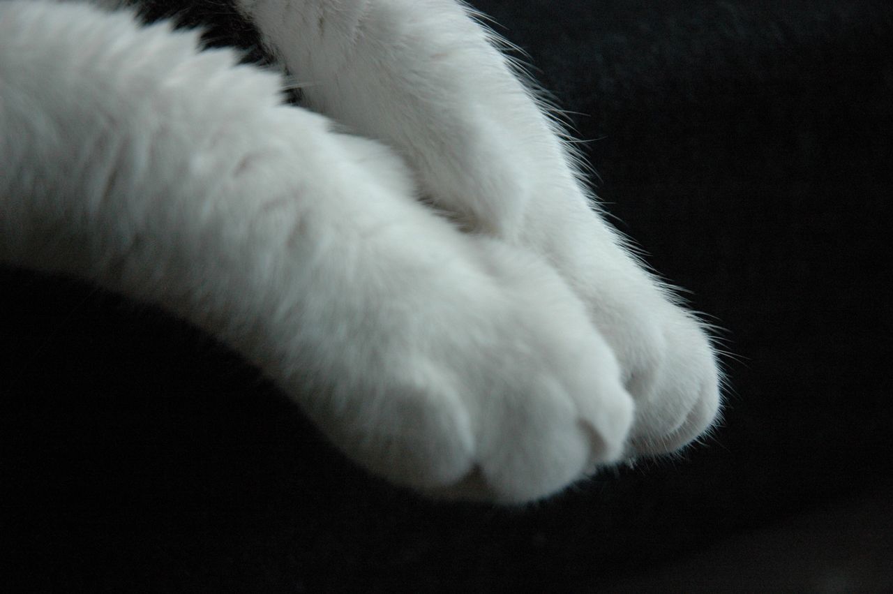 mammal, animal leg, domestic animals, close-up, one animal, animal body part, paw, pets, animal themes, no people, feline, day