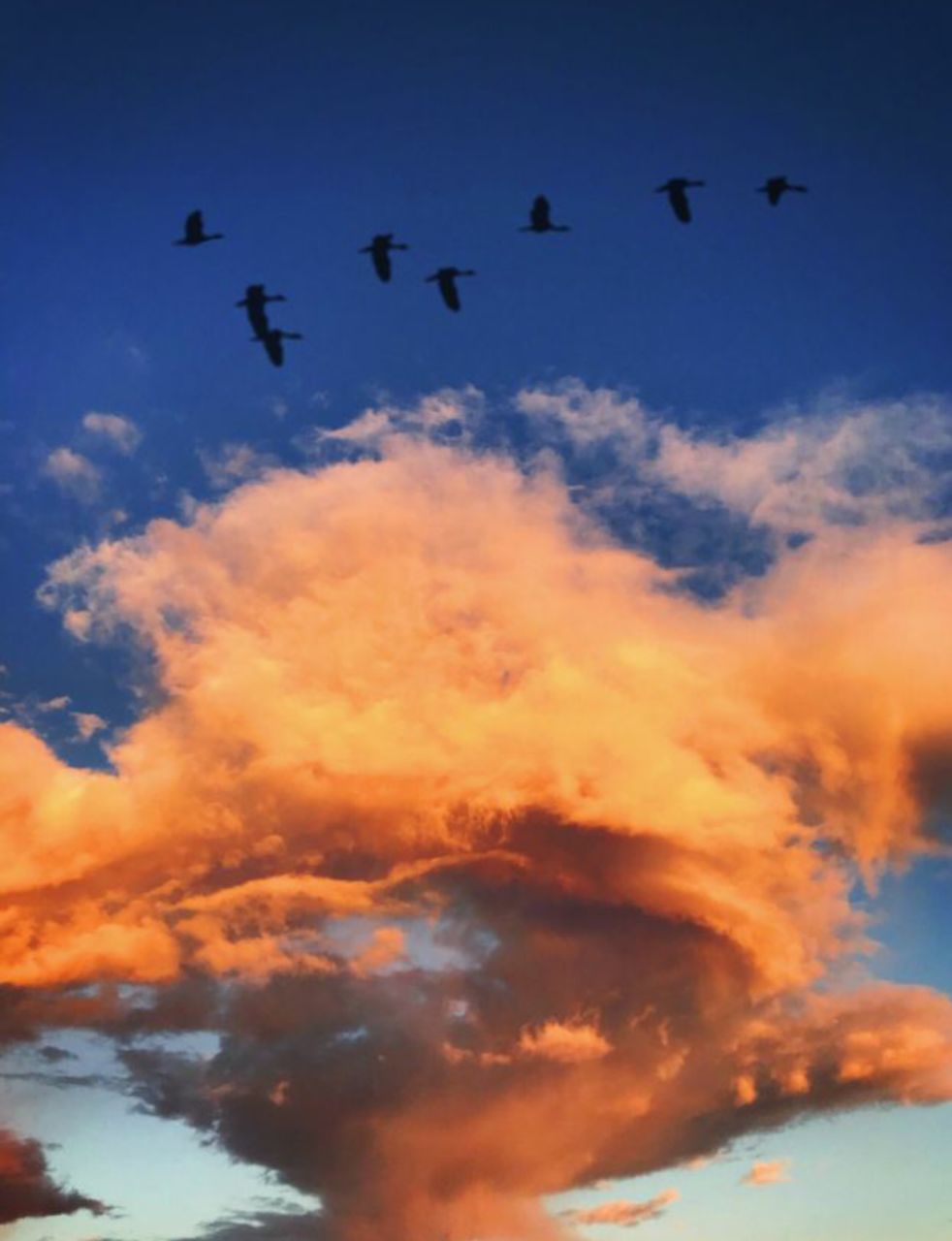 LOW ANGLE VIEW OF SILHOUETTE BIRDS FLYING AGAINST SKY