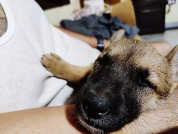 Close-up of dog resting on bed