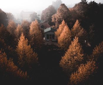 Trees and plants growing outside house in forest during autumn