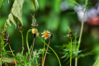 Close-up of flowering plant