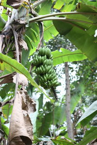 Fruit growing on tree