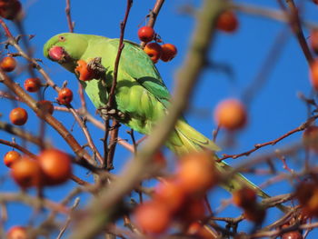 Low angle view of tree against sky